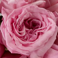 Роза пионовидная O'Hara Pink (Пинк Охара)