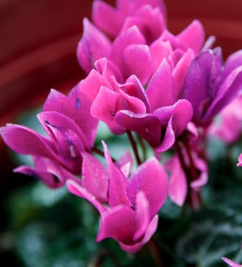 Уход за Цикломеном