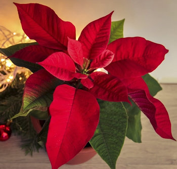 Уход за Пуансеттией