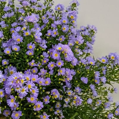 Астер (нет в наличии)