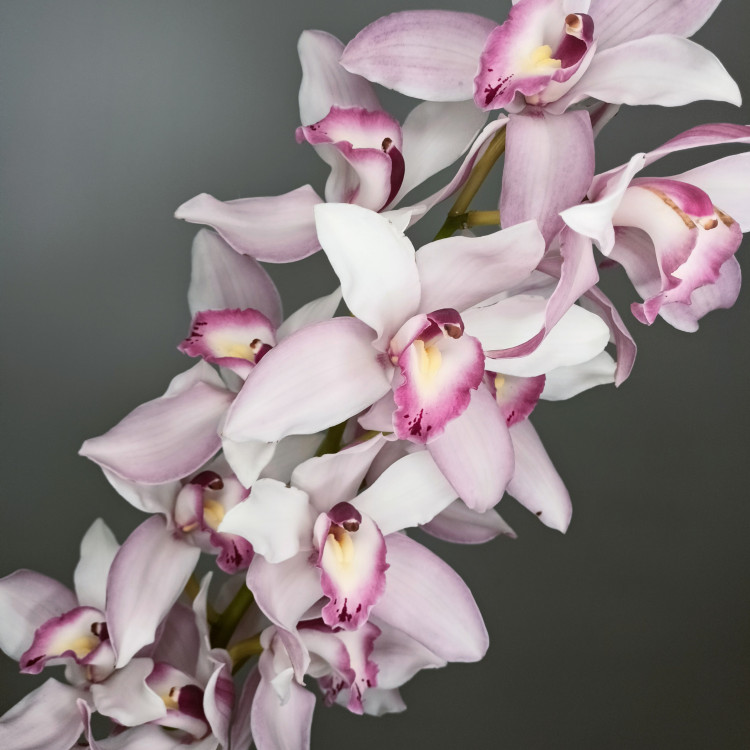 Орхидея Цимбидиум (цветок)