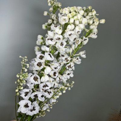 Дельфиниум (нет в наличии)