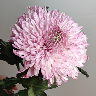 Хризантема Магнум крашенная (нет в наличии)