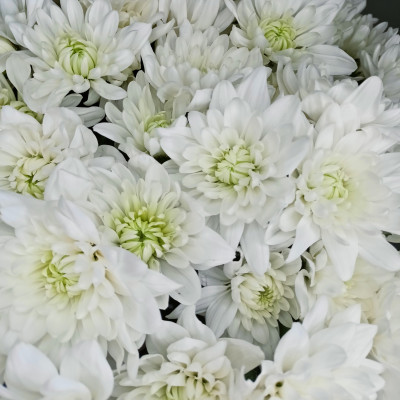 Хризантема кустовая Балтика (нет в наличии)