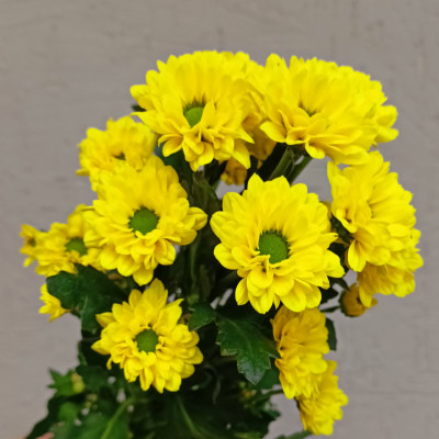 Хризантема сантини желтая (нет в наличии) 