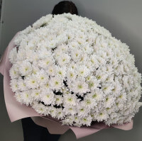 Букет из 65 белой хризантемы