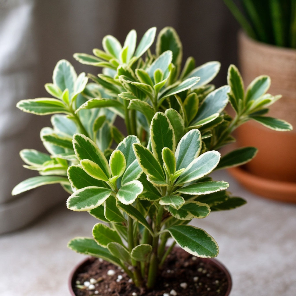 Питтоспорум (нет в наличии)