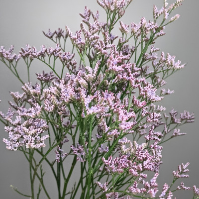 Лимониум (нет в наличии)