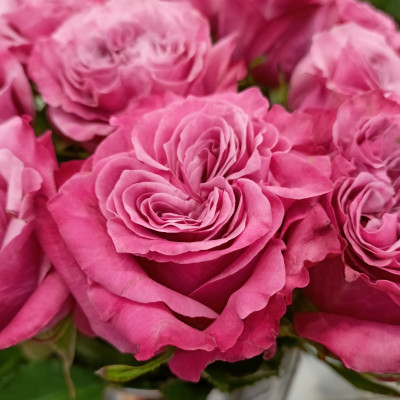 Роза пионовидная Кантри Блюз (нет в наличии) 