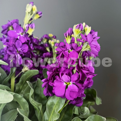 Маттиола (нет в наличии)