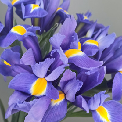 Ирис фиолетовый 