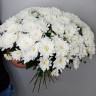 Белые Хризантемы 
