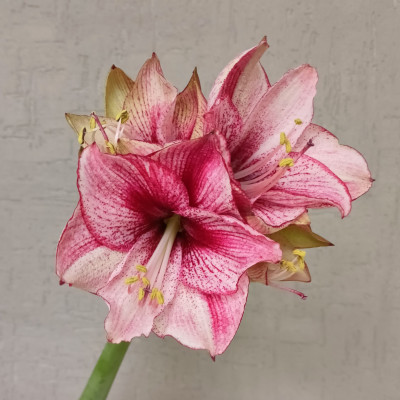 Амариллис (нет в наличии)