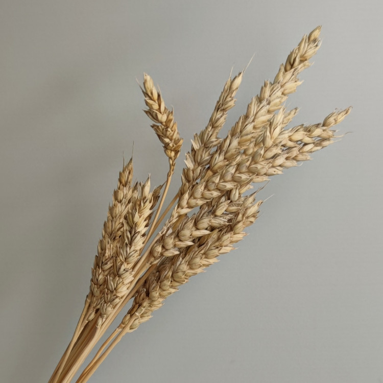 Пшеница (пучок) 