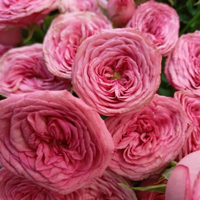 Роза кустовая Hawi (нет в наличии)