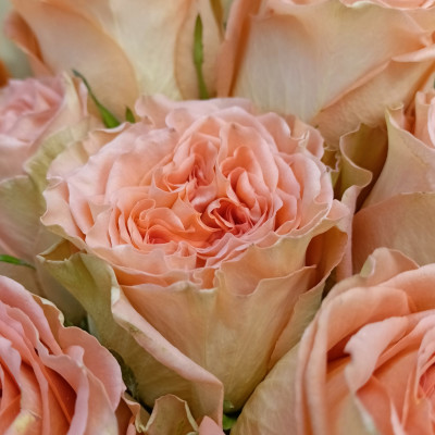 Роза пионовидная Кантри Хоум (нет в наличии)