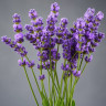Лаванда (пучок)