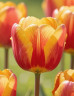 Тюльпан крашенный (нет в наличии)