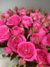 Роза кустовая Софи бейби (нет в наличии)