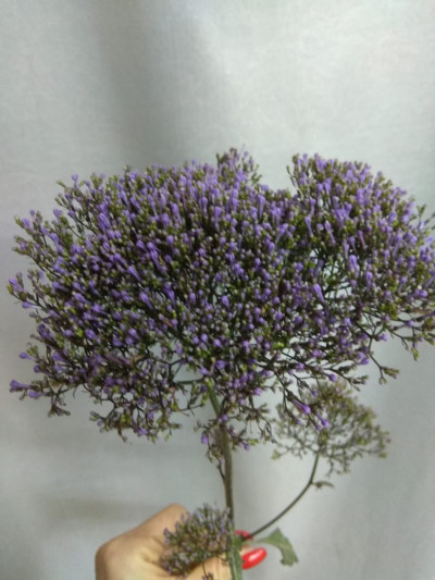 Трахелиум (нет в наличии)