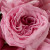 Роза пионовидная O'Hara Pink (Пинк Охара) (нет в наличии)
