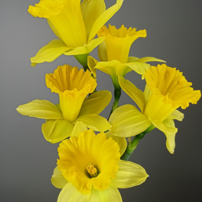 Нарцисс (нет в наличии)