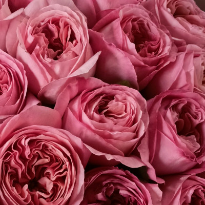 Роза пионовидная PINK EXPRESSION 