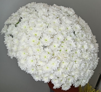 Букет из 75 кустовых хризантем Балтика