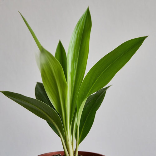 Аспидистра (нет в наличии)