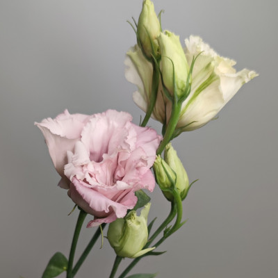 Эустома Махровая (нет в наличии)