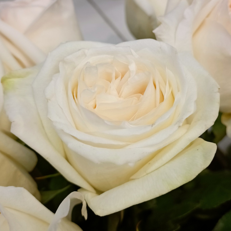 Роза пионовидная O'Hara White (Вайт Охара) (нет в наличии) 