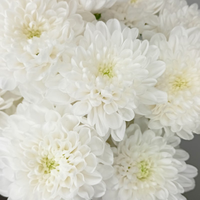 Хризантема кустовая Алтай 