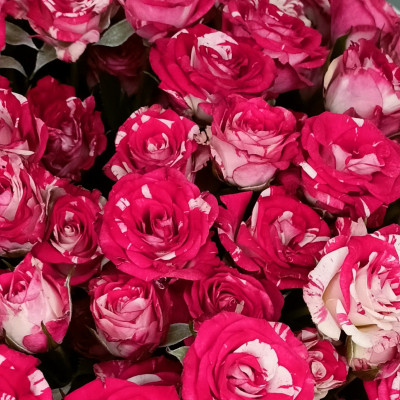 Роза кустовая Fireworks 