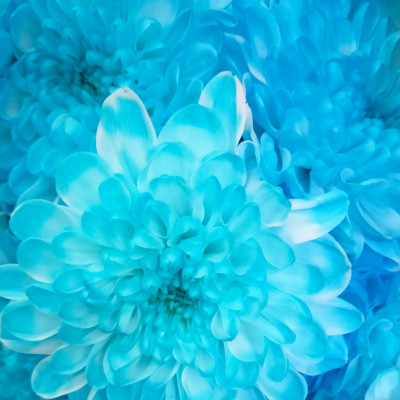 Хризантема кустовая Алтай крашенная 