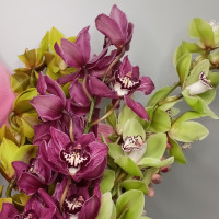 Орхидея Цимбидиум (ветка) 