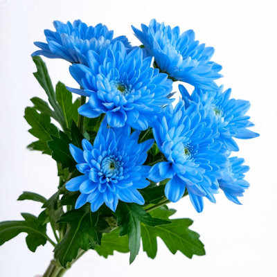 Хризантема кустовая Балтика крашенная 