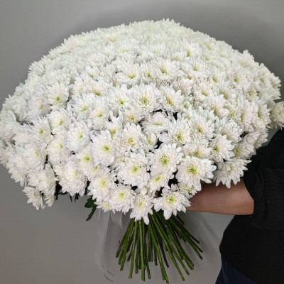 Букет из 51 белой хризантемы