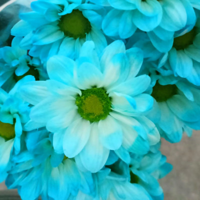 Хризантема кустовая Бакарди крашенная