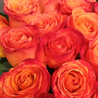 Роза High &amp; Intenze (нет в наличии)