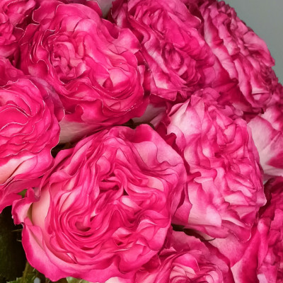 Роза пионовидная ENCHANTMENT (нет в наличии)