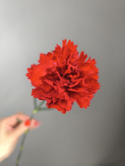 Гвоздика красная 