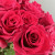 Роза 50 см Эквадор красная (нет в наличии)