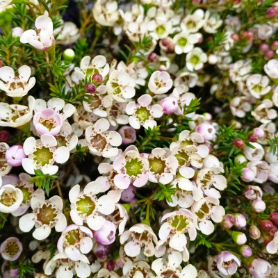 Хамелациум (нет в наличии) 