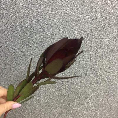 Леукадендрон (нет в наличии)