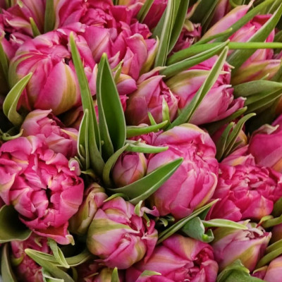 Тюльпан пионовидный (нет в наличии)