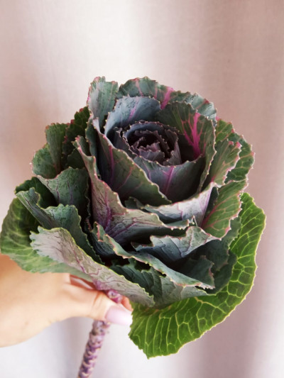 Брассика (нет в наличии)