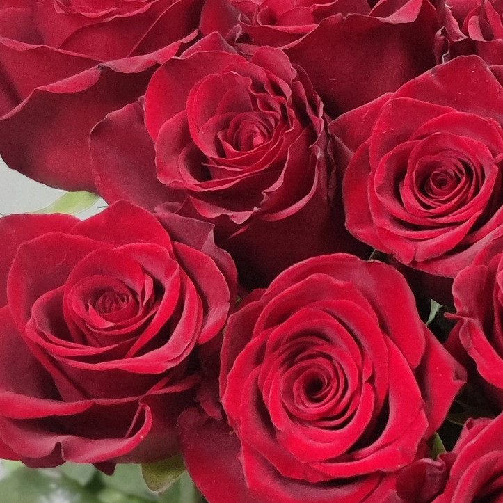 Роза 90 см Эквадор Красная 