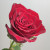 Роза 60 см Эквадор красная
