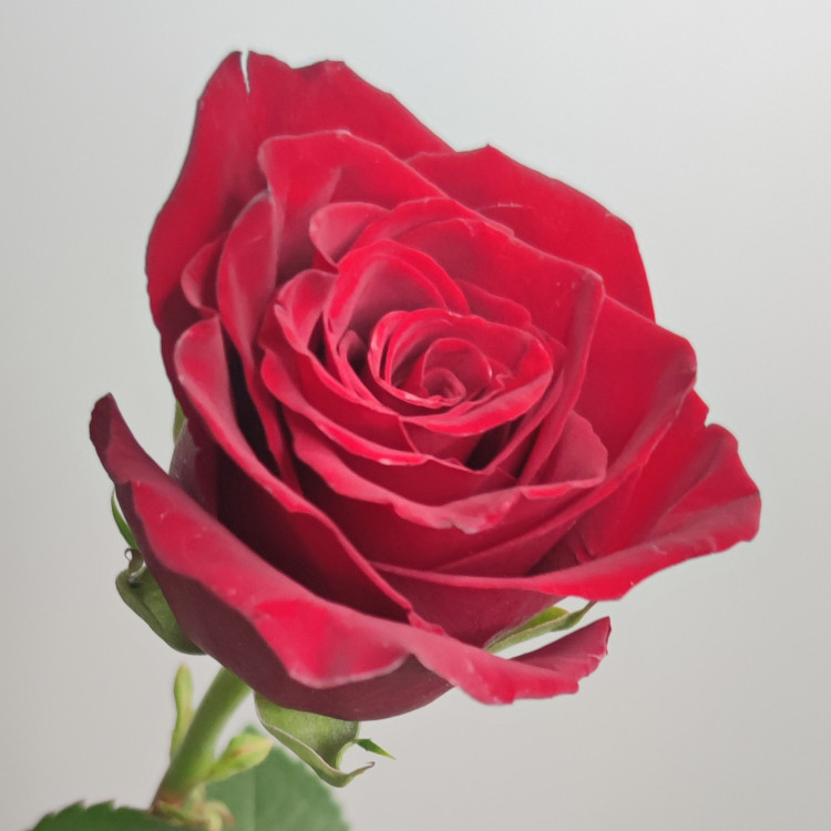 Роза 60 см Эквадор красная (нет в наличии)