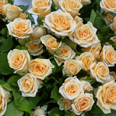 Роза кустовая желтая 